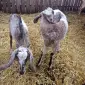 Продам дійних процентних нубійських кіз - фото № 1