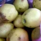 Продам яблука на переробку - фото № 1