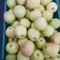 Продам домашні яблука Голден на сік - фото № 1