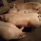 Свини живым весом - фото № 1