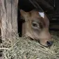 Продам ВРХ з господарства живою вагою - фото № 1