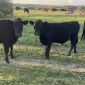 Продам бички мʼясної породи жива вага - фото № 1
