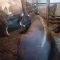 Продам бичків жива вага - фото № 1