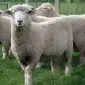 Продам баранів та овець. жива вага - фото № 1