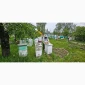 Продаються бджолопакети на 4 рамки - фото № 4