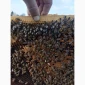 Куплю бджолопакети на конец апреля - начало мая по цене от 1000 до 1300 грн - фото № 1