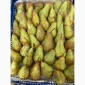 Продается груша сорта Рикс - фото № 4