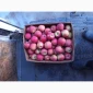 Продается яблоко Фуджі высшего качества - фото № 1