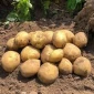 Срочно продается крупный домашний картофель - фото № 1