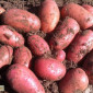 Продается репродуктивное семенное картофель Рів'єра и Белла роса - фото № 1