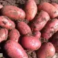 Продам репродуктивную семенную картошку - фото № 1