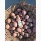 Продается насиннєва картопля четвертой репродукции - фото № 2