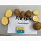 Насіння картоплі сорту Рів'єра - фото № 1