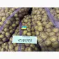 Насіння картоплі сорту Рів'єра - фото № 4