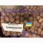 Насіння картоплі сорту Коломбо – продаж - фото № 2