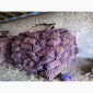 Продается семенной картофель по 4.50 грн/кг - фото № 2