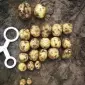 Насіннєва картопля Саншайн Чернігівська область купити для посадки - фото № 1