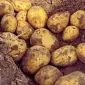 Семенной картофель Саншайн Хмельницкая область купить - фото № 1