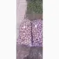 Продам насіннєву картоплю Раномі - фото № 2