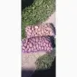 Продам насіннєву картоплю Раномі - фото № 3