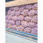 Продается картофель столовый и семенной. В наличии сорт Белароса, Гранада, Скарб - фото № 2