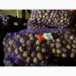 Продам насіннєву ранню картоплю сортів Рівʼєра Арізона - фото № 7