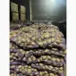 Продам бюджетную картошку - фото № 1