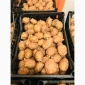 Продам семенной картофель 2 репродукция ривьера - фото № 3