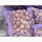 Пропонується картопля сортів Коломбо і Ред Леді - фото № 7