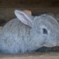 Кролики живой вес, удобрение и т.д. - фото № 1