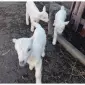 Кізочка і цапики Ламанча і Зааненця місяць їм - фото № 1