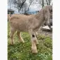 Продам англо-нубийскую козочку - фото № 2