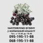 Закупаем бузину в неограниченном количестве - фото № 1