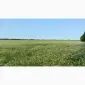 Продаю мед и продукты пчеловодства с собственной пасеки - фото № 6