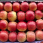 Пропонуються яблука сорту Айдаред - фото № 1