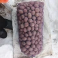 Продажа посадочного картофеля сортов Гранада, Белороса, Королева Анна, Саншайн - фото № 1