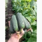 Огурцы Олександрівський – тепличные сорта в продаже - фото № 4