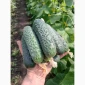 Огурцы Олександрівський – тепличные сорта в продаже - фото № 6