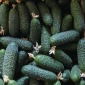 Огурцы Олександрівський – тепличные сорта в продаже - фото № 5