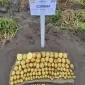 Насіннєву картоплю ревєра 1 репродукція - фото № 1
