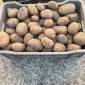 Картопля домашня Беллароза - фото № 1
