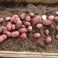 Картопля гренада белароса - фото № 1