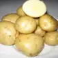 Продам Картоплю Адрета - фото № 1