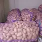 Продам посадкову картоплю сорт гранада - фото № 1