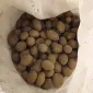Насінна картопля мелоді - фото № 1
