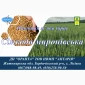 Насіння ярої пшениці Сімкода Миронівська - фото № 1