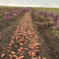Картопля різних сортів рання - фото № 1