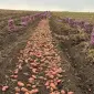 Картопля різних сортів рання - фото № 1