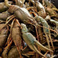 Продаємо раки живі та варені, свіжу, в'ялену - фото № 1