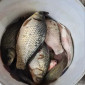 Продам рибу- в наявності карасі, карп з озера - фото № 1